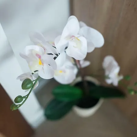 Zoya * 크라니스카고라